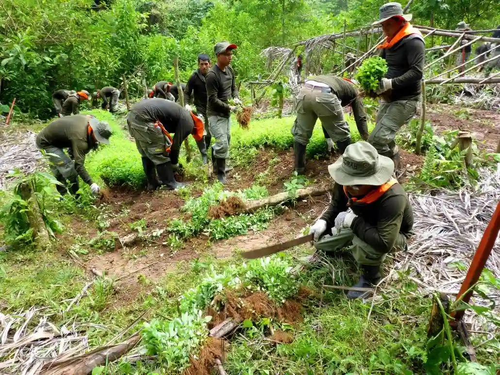Perú intensifica la lucha contra el narcotráfico y elimina más de 17 mil hectáreas de cultivos ilegales de coca