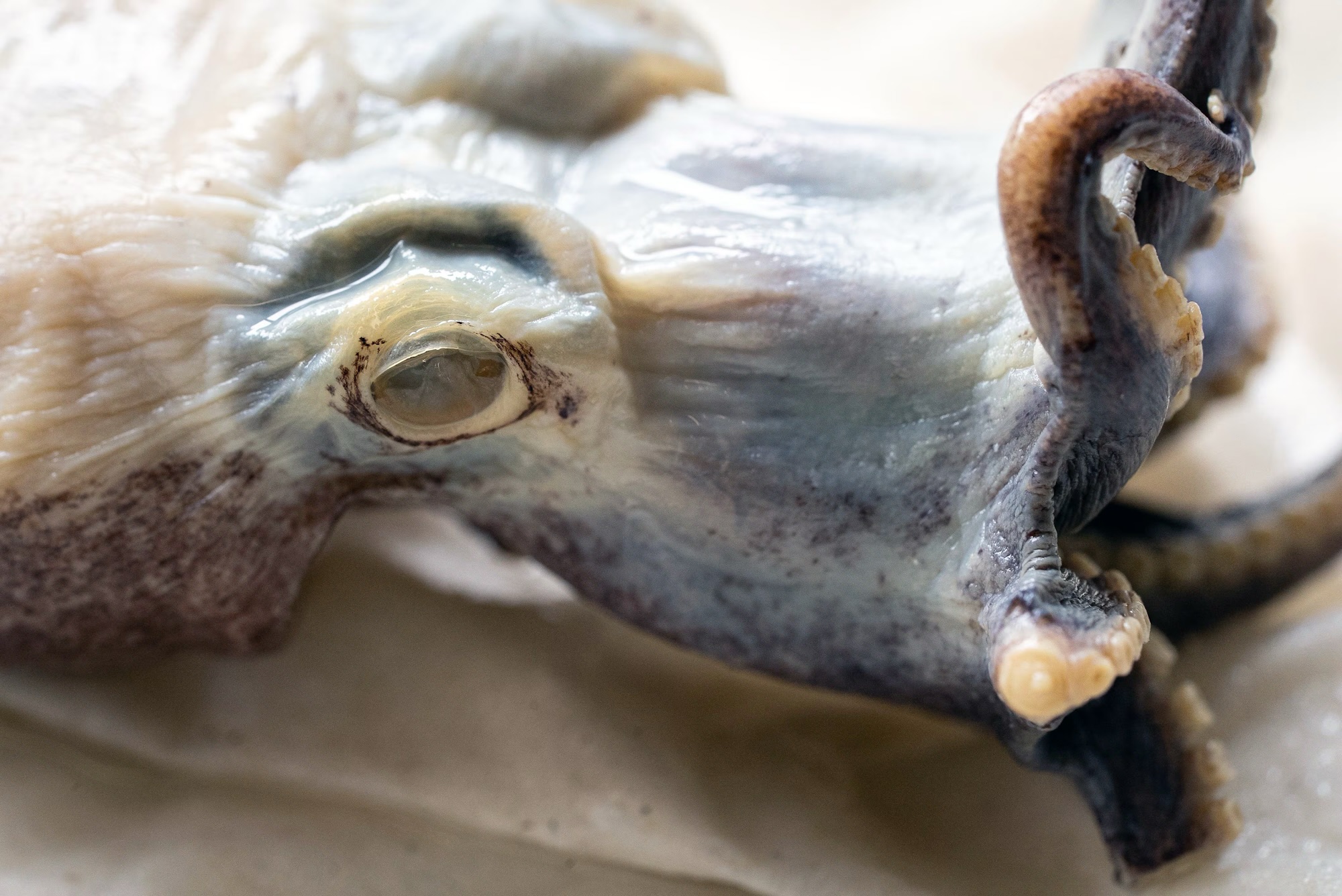 El pulpo azul que sorprendió a la ciencia regresa a las islas Galápagos